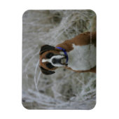 霜の中に座っているボクサー犬 マグネット (縦)