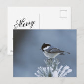 霜の松の枝に止まる冬の鳥 シーズンポストカード (正面/裏面)
