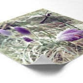 霜の降りた春のクロッカスの花 ポスター (角)