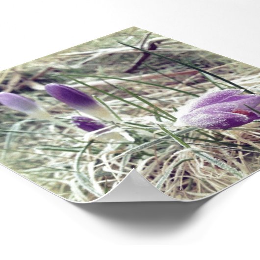 霜の降りた春のクロッカスの花 ポスター (角)