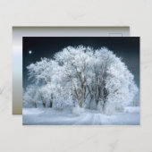 霜の降りた木々を通る雪の多い道 ポストカード (正面/裏面)