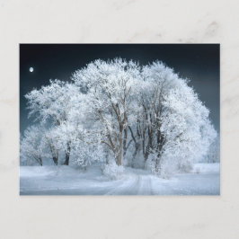 霜の降りた木々を通る雪の多い道 ポストカード