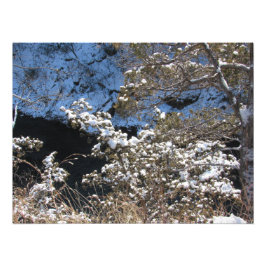 「霜の降りた松」 フォトプリント           