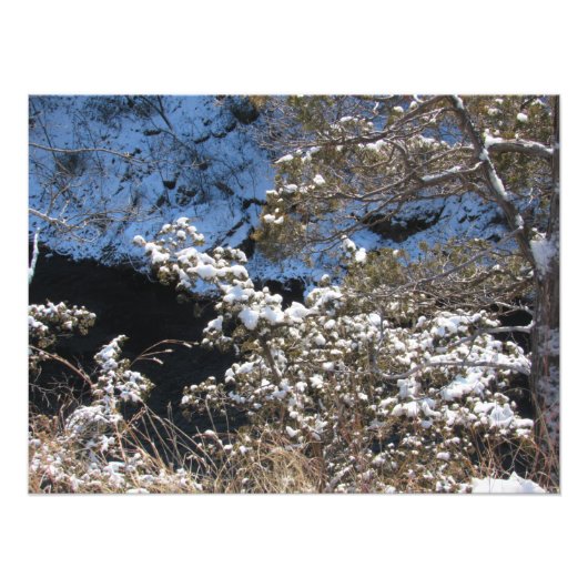 「霜の降りた松」 フォトプリント            (正面)