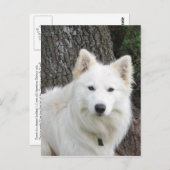 霜の降りた ポストカード (正面/裏面)