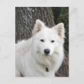 霜の降りた ポストカード (正面)