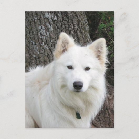 霜の降りた ポストカード (正面)