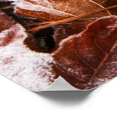 霜降りのメープル葉のポスター ポスター (角)