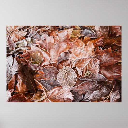 霜降りのメープル葉のポスター ポスター (正面)