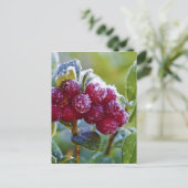 霜降りのリンゴンベリー ポストカード (スタンド正面)