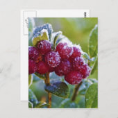 霜降りのリンゴンベリー ポストカード (正面/裏面)