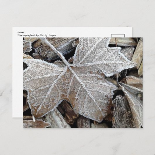 霜 ポストカード (正面/裏面)