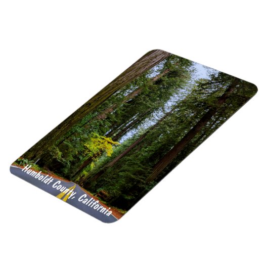 霧がかったレッドウッドの森Mを通って前方の直線ロード マグネット (左側)