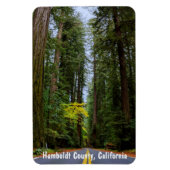 霧がかったレッドウッドの森Mを通って前方の直線ロード マグネット (縦)