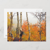 霧がかった秋のアスペン ポストカード (正面/裏面)