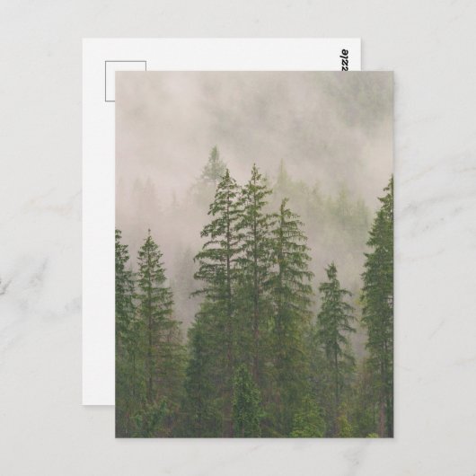 霧がかった霧の森の木 ポストカード (正面/裏面)