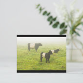 霧に覆われた農場でベルテッドガロウェイ牛が放牧 ポストカード (スタンド正面)