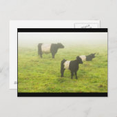 霧に覆われた農場でベルテッドガロウェイ牛が放牧 ポストカード (正面/裏面)