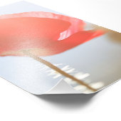 霧の中のケシの赤い花 フォトプリント            (角)