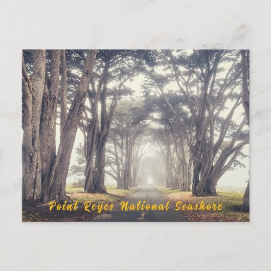 霧の中のサイプレストンネル ポストカード (正面)