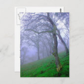 霧の中の樫 ポストカード (正面/裏面)