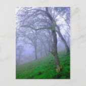 霧の中の樫 ポストカード (正面)