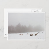 霧の中の羊 ポストカード (正面/裏面)