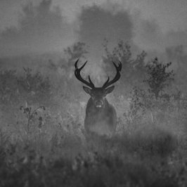 霧の中の鹿 ラウンドクッション
