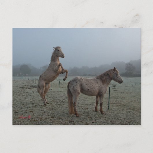 霧の多い朝 ポストカード (正面)