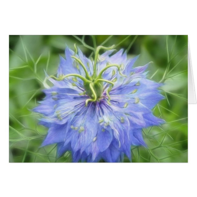 霧の愛- Nigella Damascena (正面横)