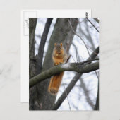 霧の朝のリス ポストカード (正面/裏面)