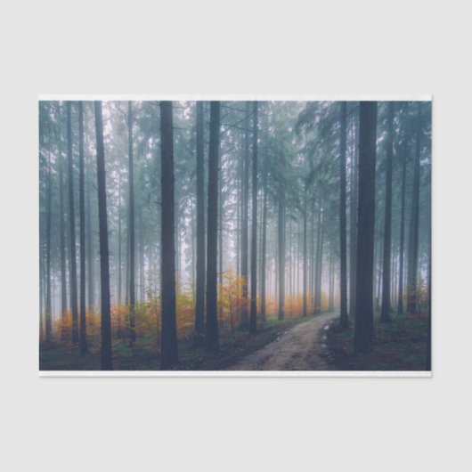 霧の森のパスの分離 薄葉紙 (正面)