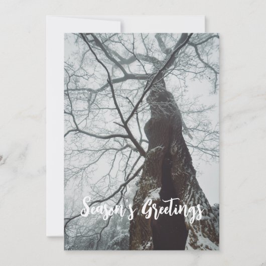 霧の深い森の古い木 シーズンカード (正面)