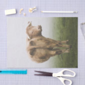 霧深い分野を見る白い牛Bull 薄葉紙 (クラフト)