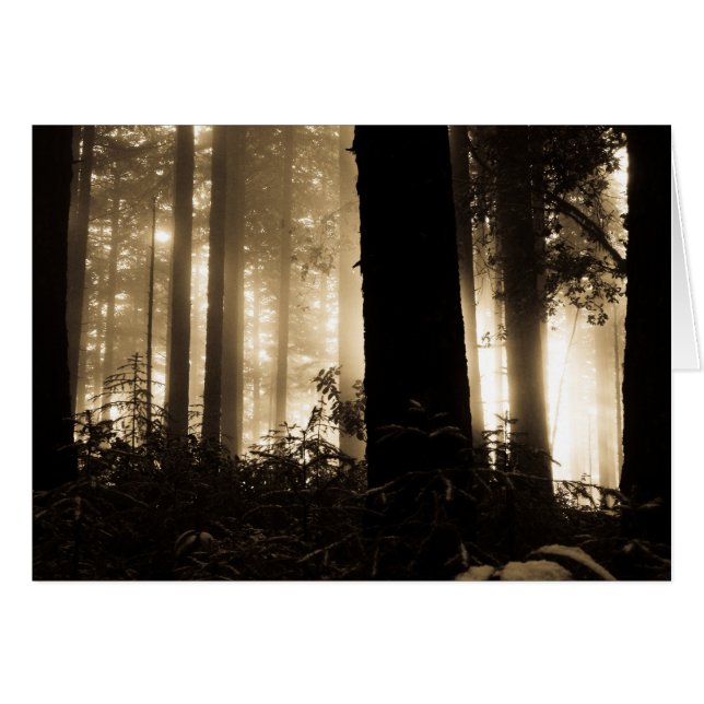 霧深い日の出 (正面横)