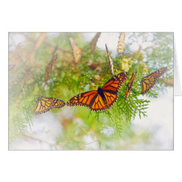 霧深い（昆虫）オオカバマダラ、モナーク