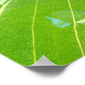 露が寄り添うカルアの葉 ポスター (角)