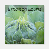 露に濡れたヒマワリの芽クローズアップ写真 マグネット (正面)