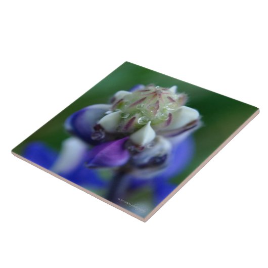 露に濡れたルパン タイル (側面)