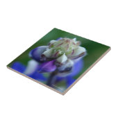 露に濡れたルパン タイル (側面)