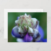 露に濡れたルパン ポストカード (正面/裏面)