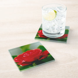 露に覆われた赤いバラ ガラスコースター