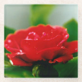 露に覆われた赤いバラ ガラスコースター (正面)