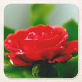 露に覆われた赤いバラ スクエアペーパーコースター (正面)
