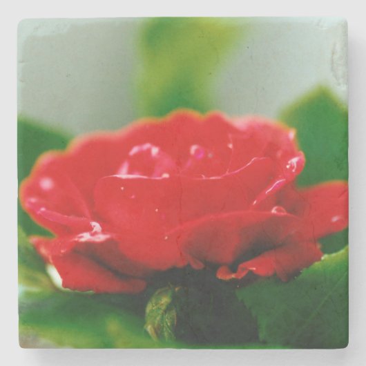 露に覆われた赤いバラ ストーンコースター (正面)