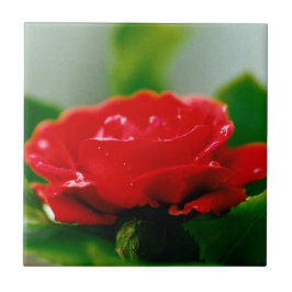 露に覆われた赤いバラ タイル