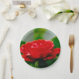 露に覆われた赤いバラ ペーパープレート