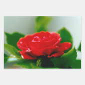 露に覆われた赤いバラ ラッピングペーパーシート (正面)