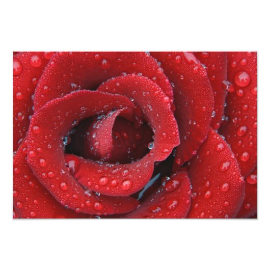 露に覆われた赤飾バラの墓場 フォトプリント            (正面)