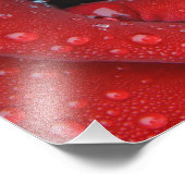 露に覆われた赤飾バラの墓場 フォトプリント            (角)